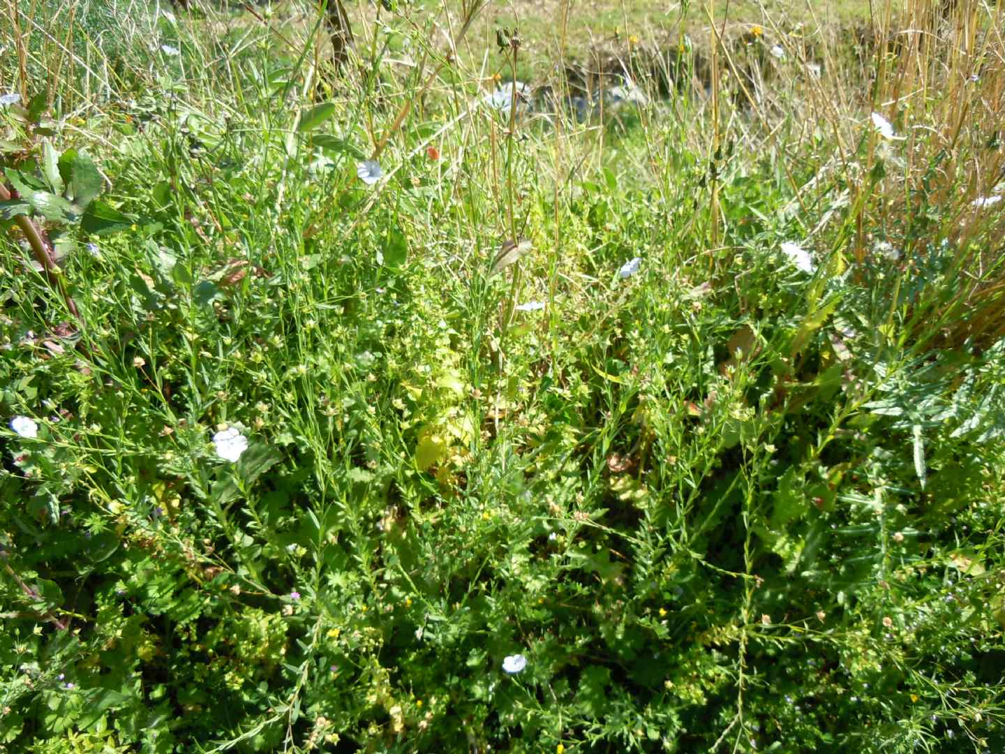 Linum usitatissimum subsp. angustifolium (=L. bienne) / Lino selvatico